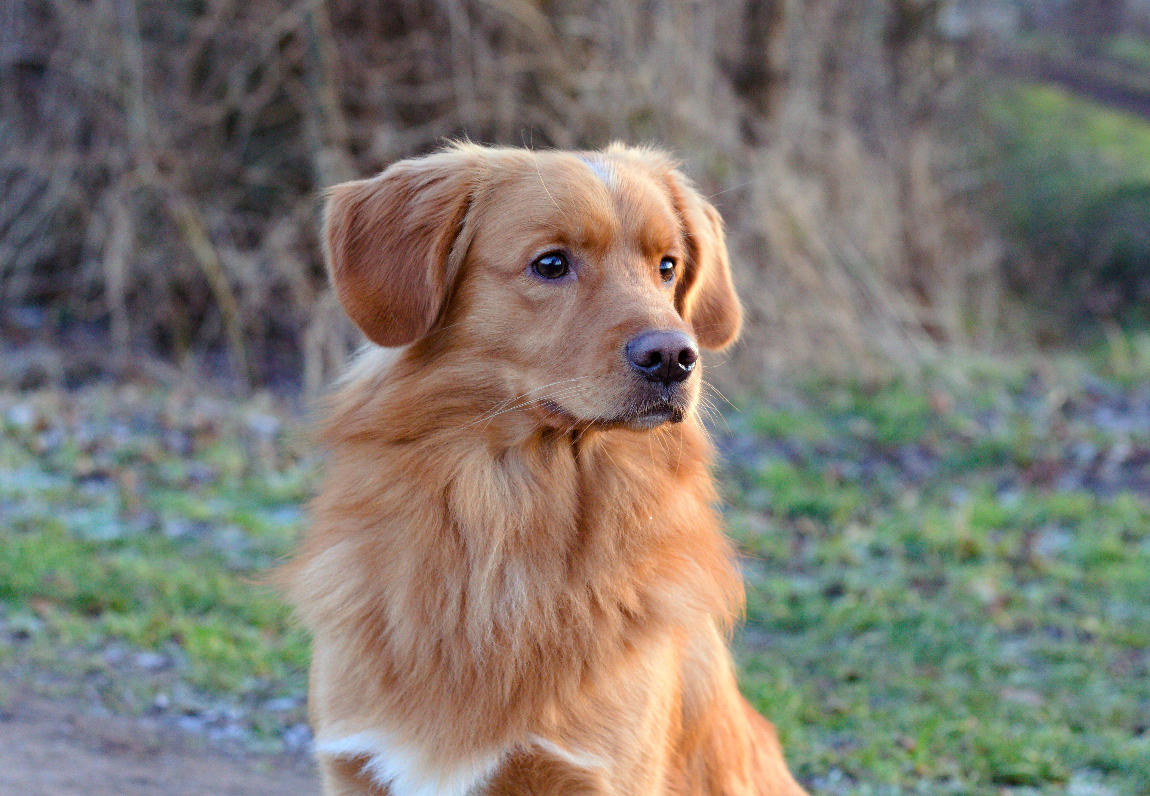 Devil's Paintbrush Lanius Collurio